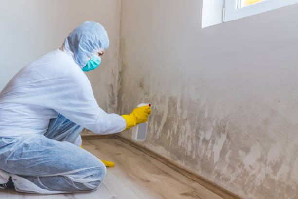 Best Residential Mold Removal  in Eveleth, MN