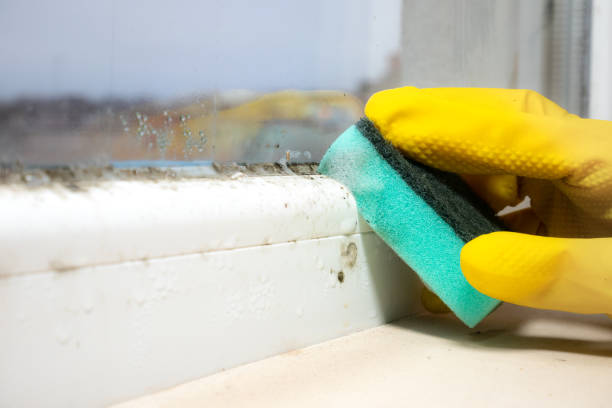 Best Mold Testing  in Eveleth, MN