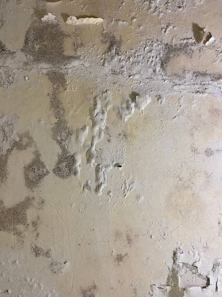 Best Mold Damage Repair  in Eveleth, MN