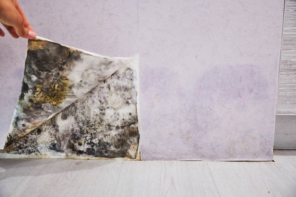 Home Mold Removal in Eveleth, MN